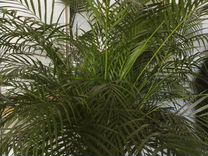 Пальма арека (хризалидокарпус)