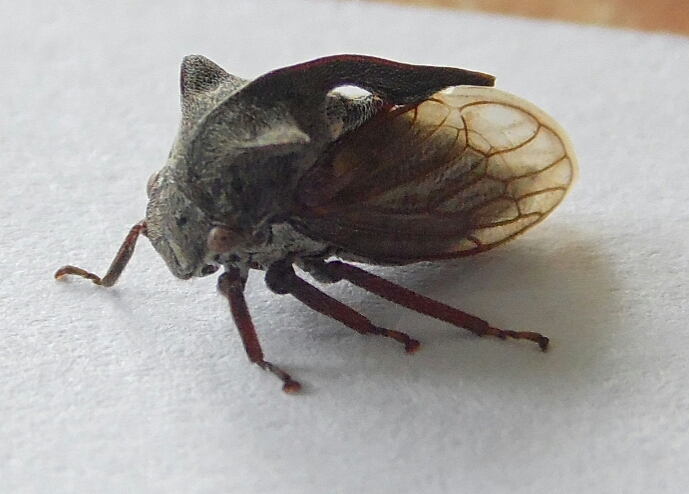 Неизвестное насекомое. Обнаружено 17.07.13 г. в Урдоме на картофельном кусту. Размером около 8 мм, панцирь на голове имеет два рога и такой же хитиновый гребень на спине. Тело под крыльями похоже на комара. При осмотре не кусалось, скакало как блоха примерно на 10 см вверх, крылья не использовало, не летало.