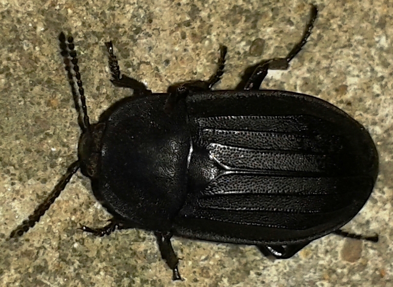 Неизвестный жук, длина 17 мм. Фото 26.06.2013 г., Урдома