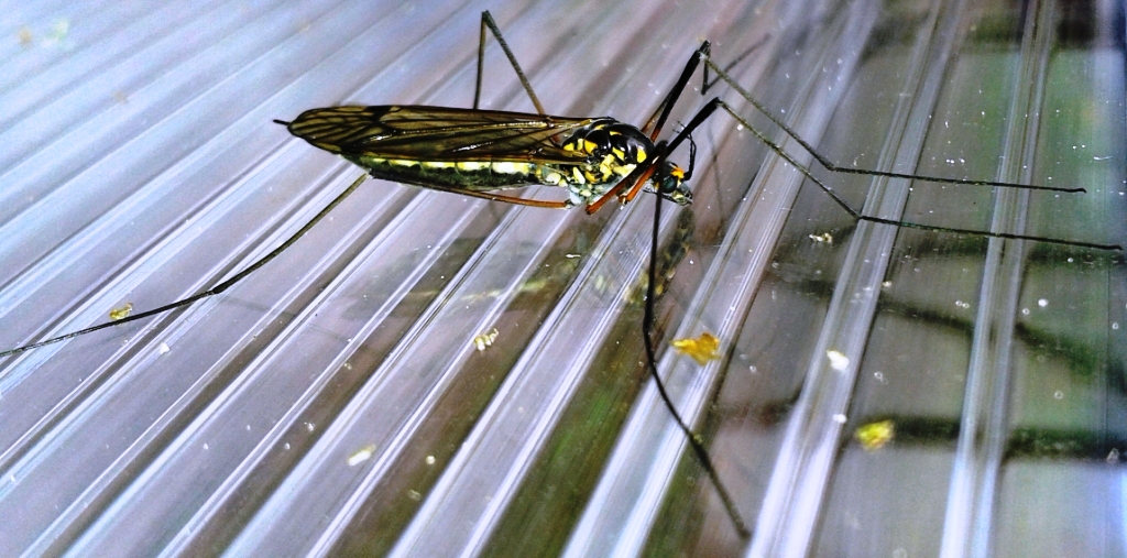 Малярийный комар, 31.05.14